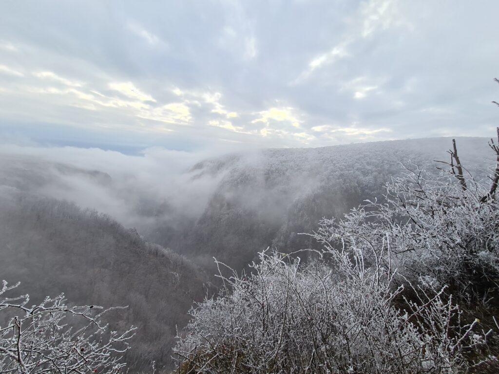 Fog-shrouded winter landscape capturing the enchanting beauty of a forest, with the sky visible above as the background remains obscured by the mist.